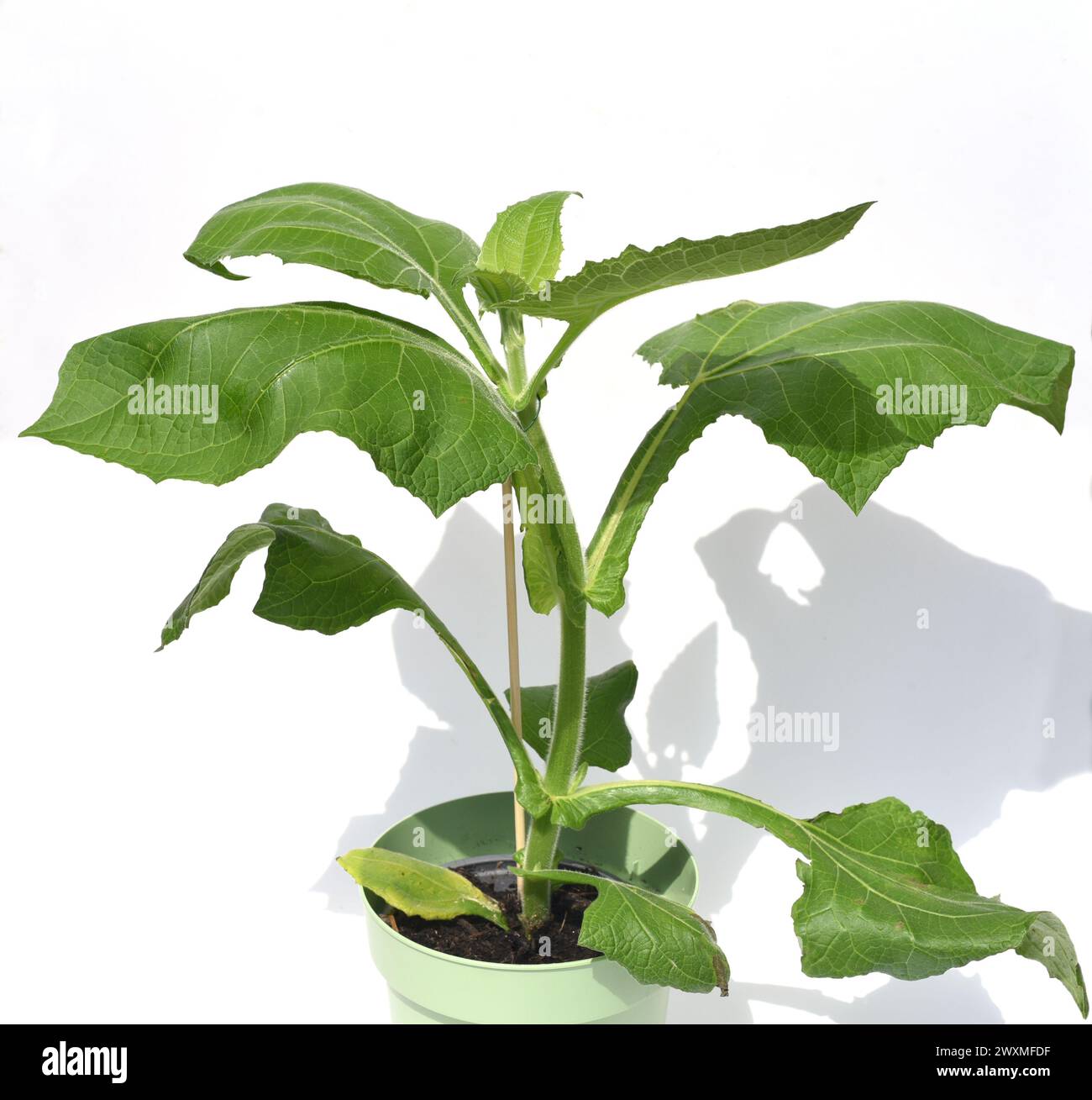 Yacon Wurzel, auch Inkawurzel genannt, ist eine Pflanze aus Suedamerika und wird seit Jahrhunderten von den Hochvoelkern der Anden (Inkas) als Heil- u Foto Stock