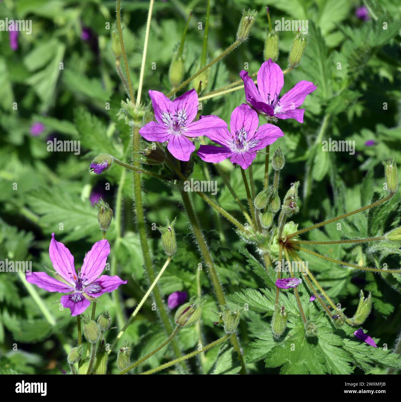 Erodium manescavii ist eine aufrecht wachsende Pflanze, die zwischen 20 cm bis 35 cm hoch werden kann und schoene lila Blueten Hat. Erodium manescavii Foto Stock