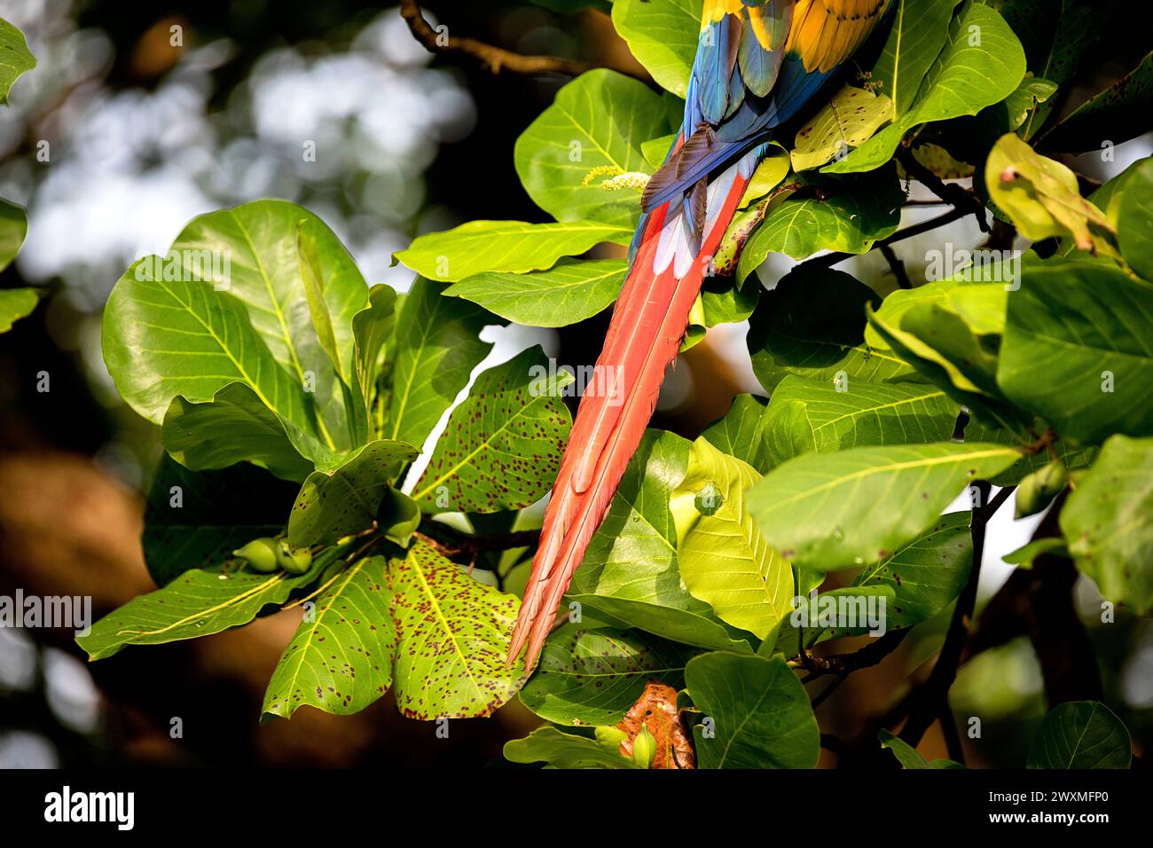 L'ara scarlatta (Ara macao) chiamata anche l'ara rossa e gialla su un albero in una foresta vicino alla città di Jaco sul lato pacifico della Costa rica, America centrale Foto Stock