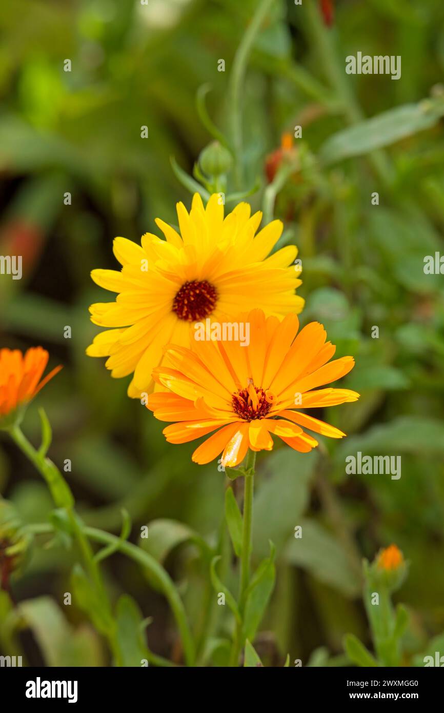 Il primo piano di Calendula officinalis, la calendula, la calendula comune, le coccole, l'oro di Maria o la calendula scozzese, è una pianta in fiore della famiglia delle margherite Foto Stock