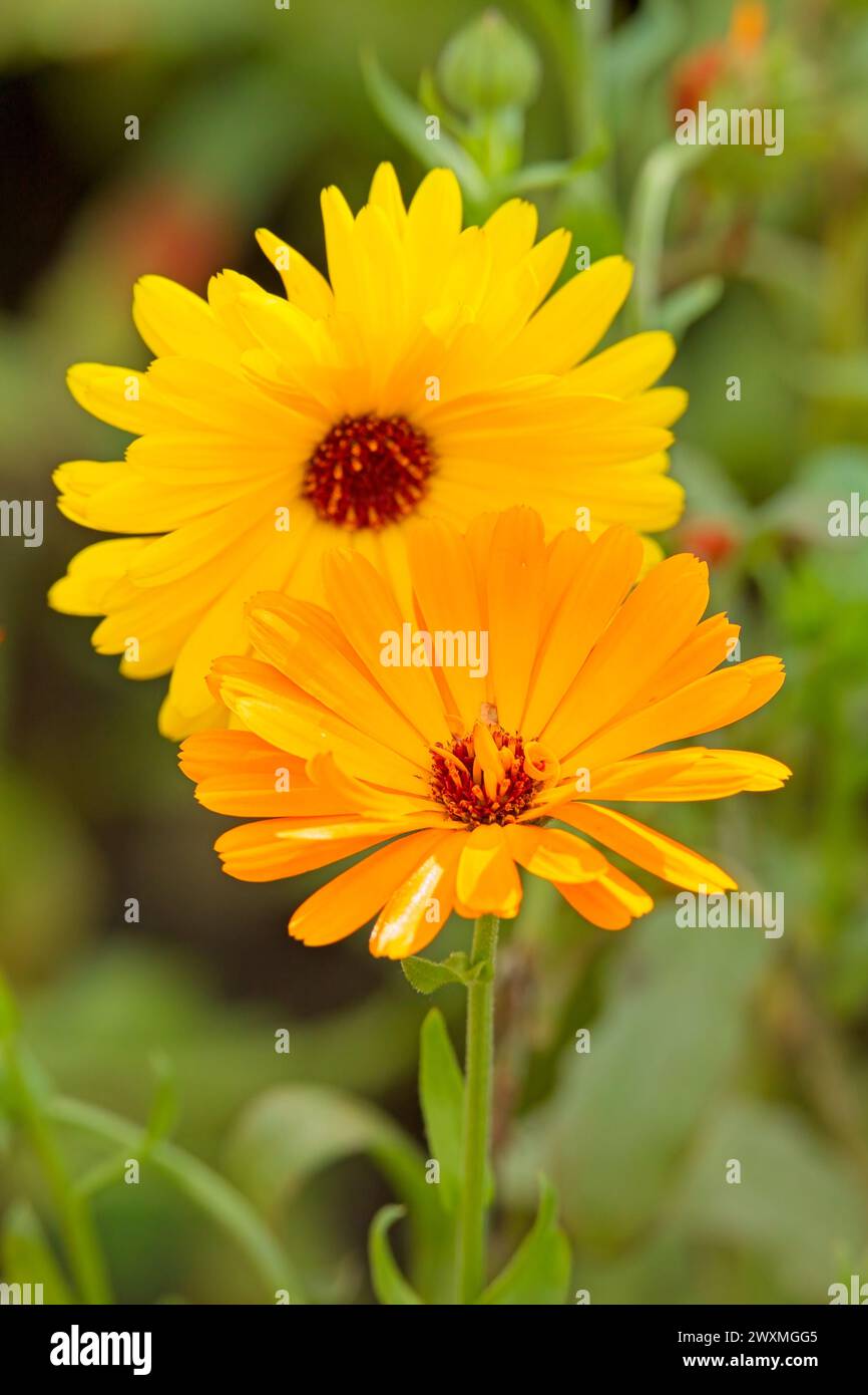 Il primo piano di Calendula officinalis, la calendula, la calendula comune, le coccole, l'oro di Maria o la calendula scozzese, è una pianta in fiore della famiglia delle margherite Foto Stock