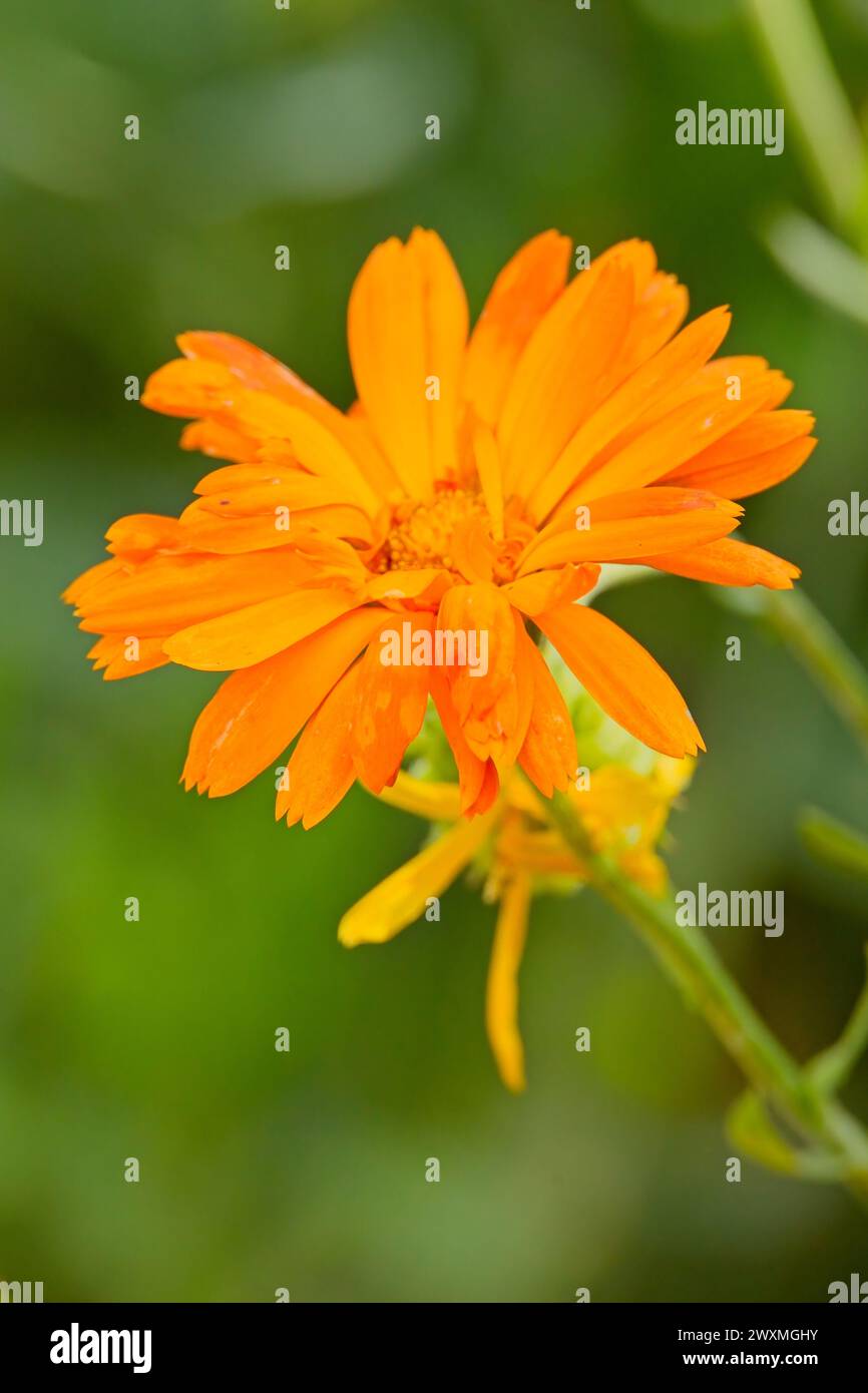 Il primo piano di Calendula officinalis, la calendula, la calendula comune, le coccole, l'oro di Maria o la calendula scozzese, è una pianta in fiore della famiglia delle margherite Foto Stock