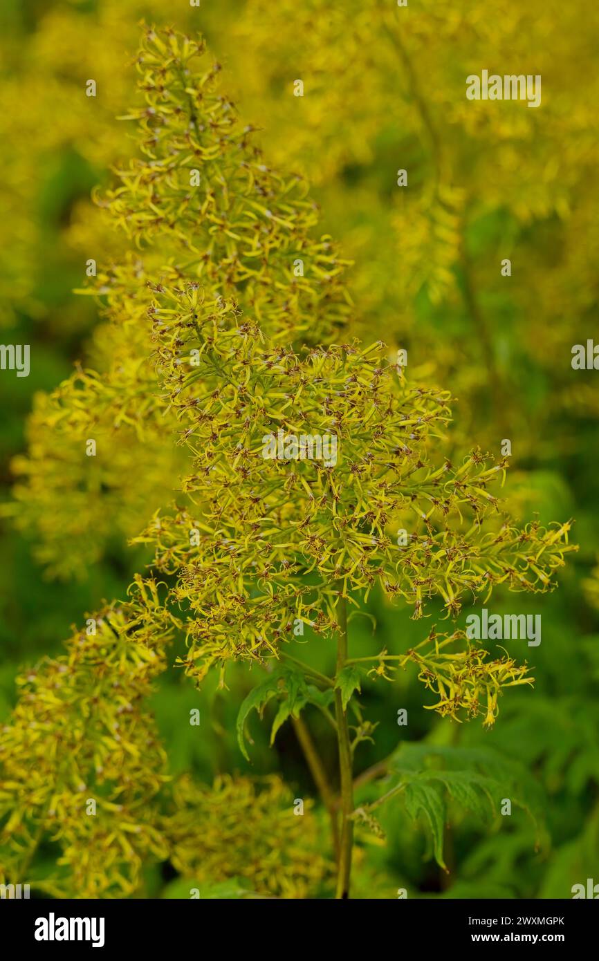 Closeup of Sinacalia, che è un genere di piante cinesi nella tribù dei fondali all'interno della famiglia delle margherite. Foto Stock