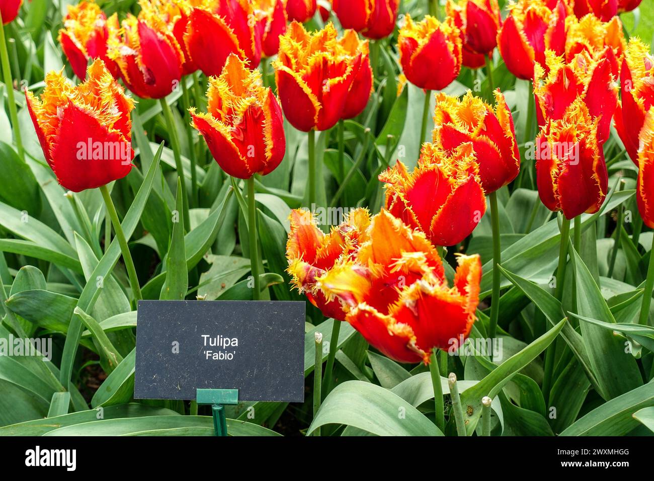 I vivaci tulipani arancioni "Fabio" che fioriscono in un fitto campo floreale, nei campi agricoli della regione dei fiori, Paesi Bassi Foto Stock