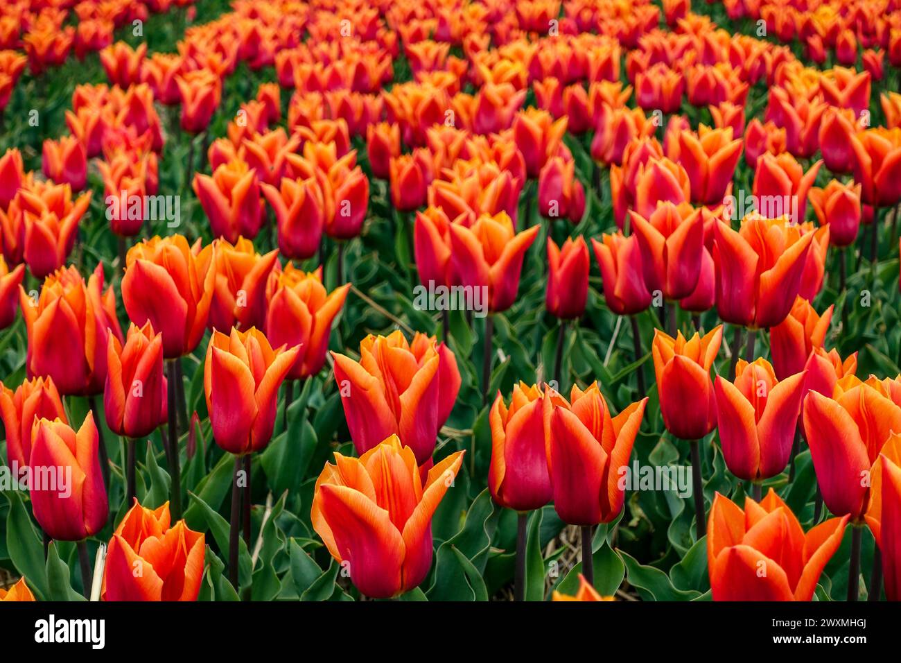 I vivaci tulipani arancioni "Fabio" che fioriscono in un fitto campo floreale, nei campi agricoli della regione dei fiori, Paesi Bassi Foto Stock
