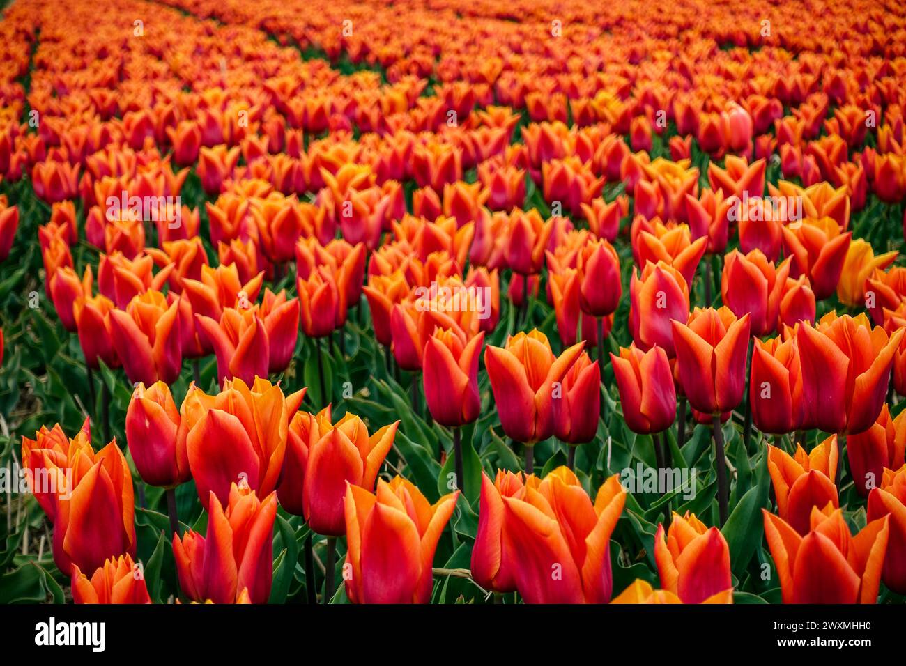 I vivaci tulipani arancioni "Fabio" che fioriscono in un fitto campo floreale, nei campi agricoli della regione dei fiori, Paesi Bassi Foto Stock