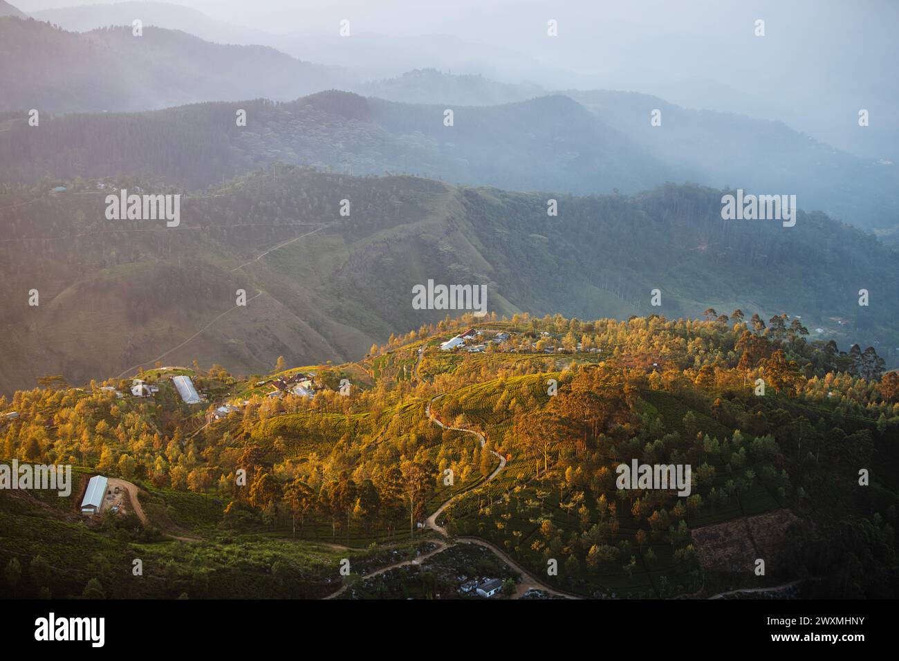 Splendida mattinata sulle colline con piantagioni di tè vicino a Haputale nello Sri Lanka. Foto Stock