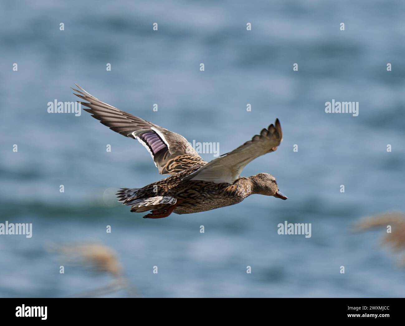 Anatra selvaggia in volo contro le onde di un lago Foto Stock