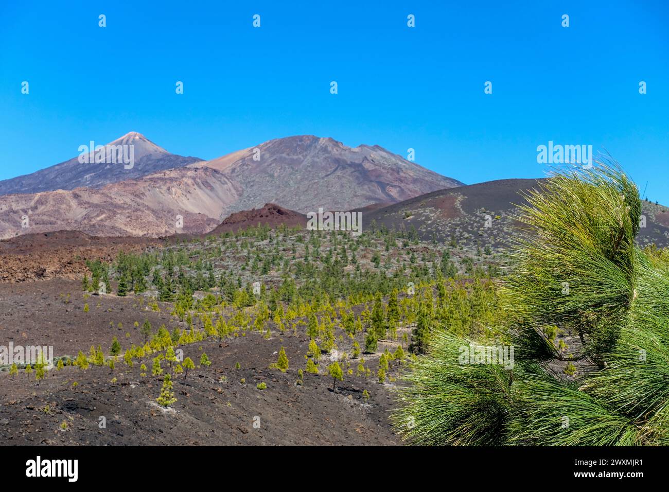 Paesaggio vulcanico di Tenerife con alberi verdi sparsi sotto un cielo azzurro e le cime montuose del vulcano Teide sullo sfondo Foto Stock
