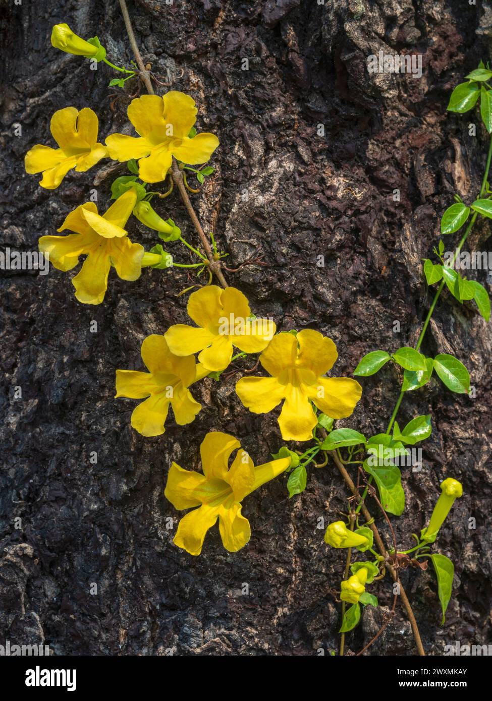 Vista ravvicinata dei freschi fiori gialli della dolichandra unguis-cati, anche nota come crepuscolo con artigli di gatto, superriduttore con imbuto o tromba con artiglio di gatto che cresce sul tronco dell'albero Foto Stock