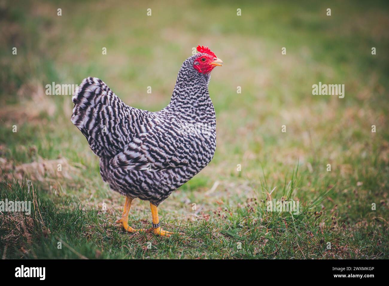 Nano Amrock hen (gallina Amrock Bantam) Foto Stock