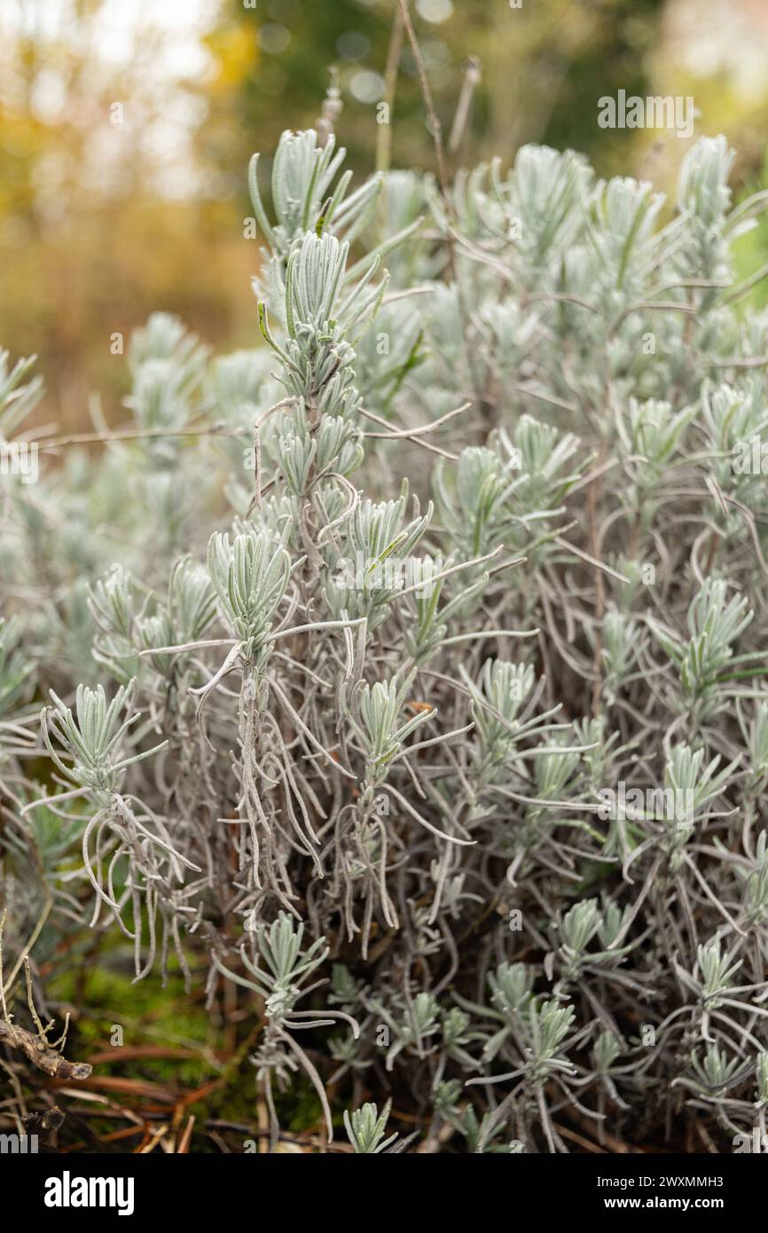 San Gallo, Svizzera, 13 novembre 2023 Lavendula Angustifolia o vera pianta di lavanda nel giardino botanico Foto Stock