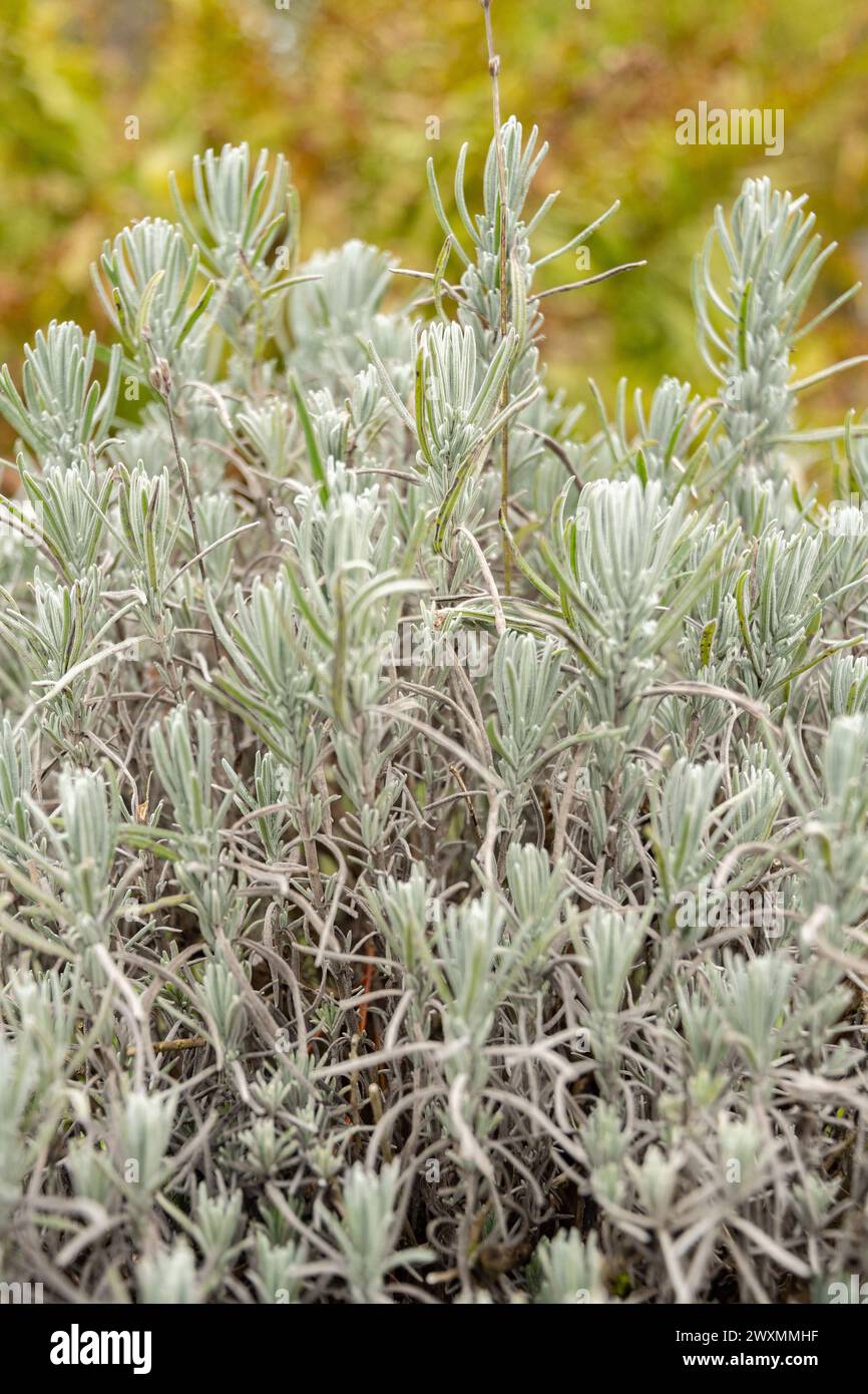 San Gallo, Svizzera, 13 novembre 2023 Lavendula Angustifolia o vera pianta di lavanda nel giardino botanico Foto Stock