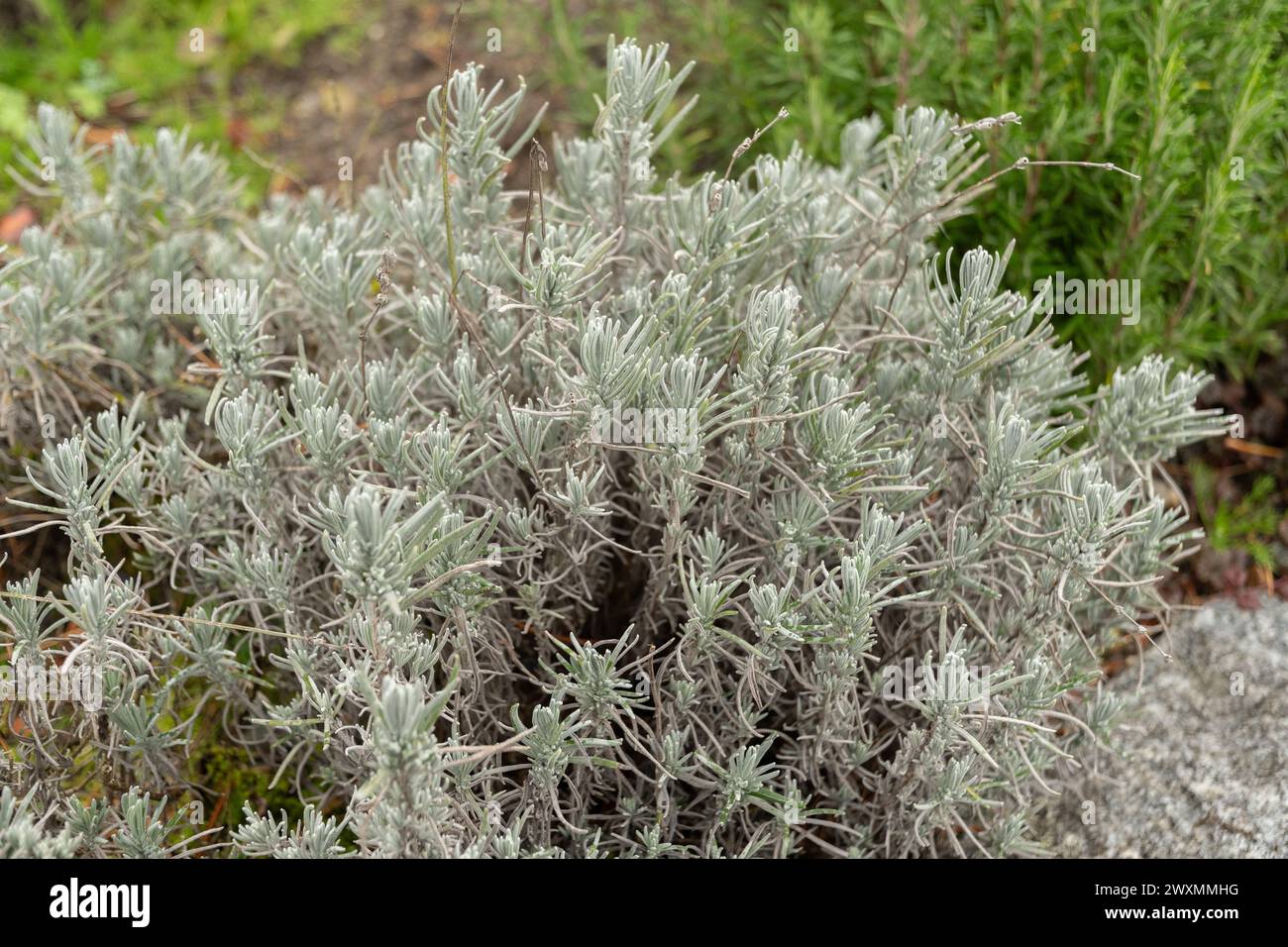 San Gallo, Svizzera, 13 novembre 2023 Lavendula Angustifolia o vera pianta di lavanda nel giardino botanico Foto Stock