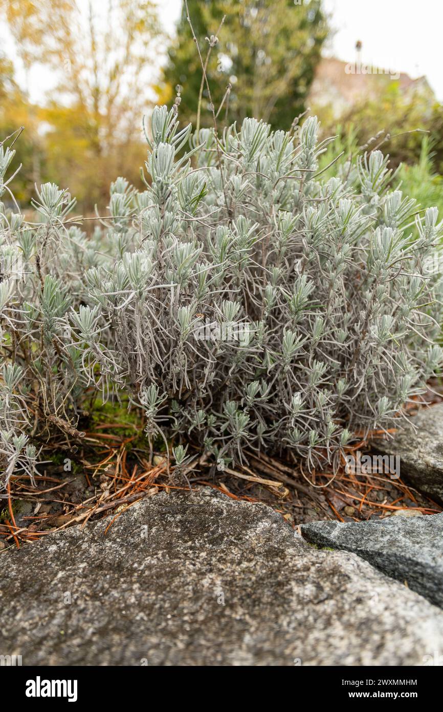 San Gallo, Svizzera, 13 novembre 2023 Lavendula Angustifolia o vera pianta di lavanda nel giardino botanico Foto Stock