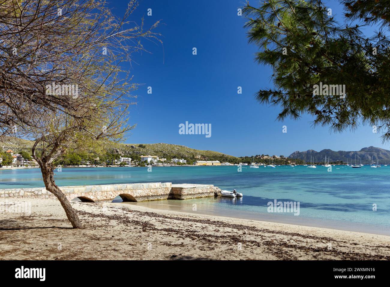 La splendida baia di Puerto Pollenca, Maiorca, Spagna, con la passeggiata dei pini lungo la Promenade. Puerto De Pollensa Foto Stock