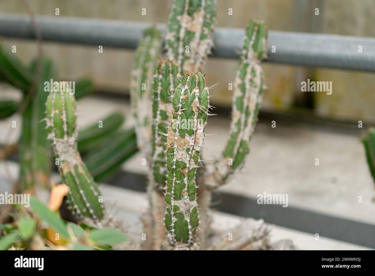 San Gallo, Svizzera, 14 novembre 2023 Euphorbia Handiensis cactus presso il giardino botanico Foto Stock