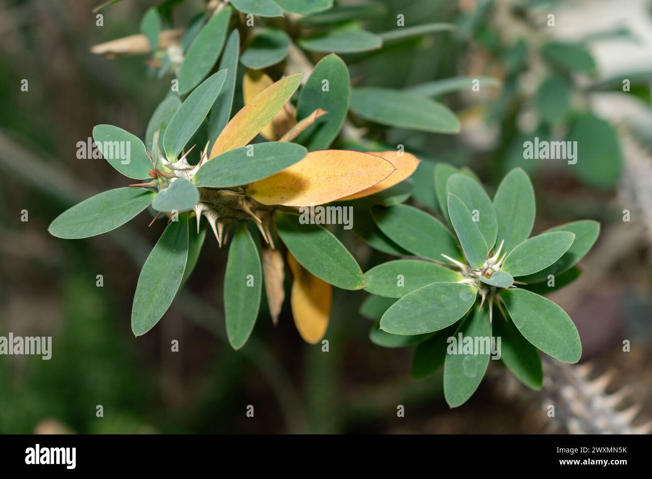 San Gallo, Svizzera, 14 novembre 2023 pianta di Euphorbia Duranii presso il giardino botanico Foto Stock