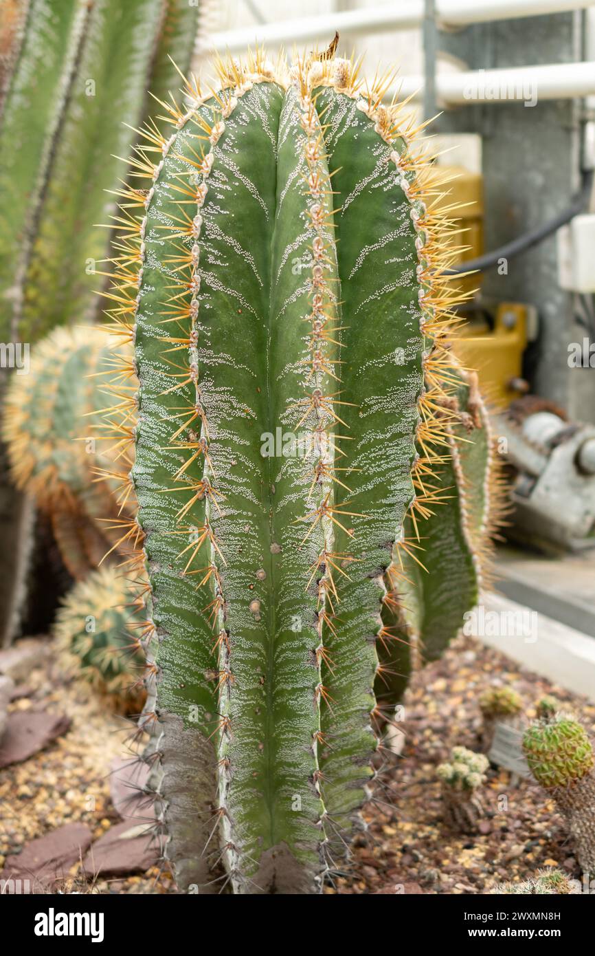 San Gallo, Svizzera, 14 novembre 2023 Astrophytum Ornatum o vescovi cap cactus presso il giardino botanico Foto Stock