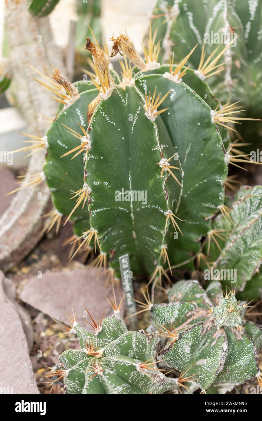 San Gallo, Svizzera, 14 novembre 2023 Astrophytum Ornatum o vescovi cap cactus presso il giardino botanico Foto Stock