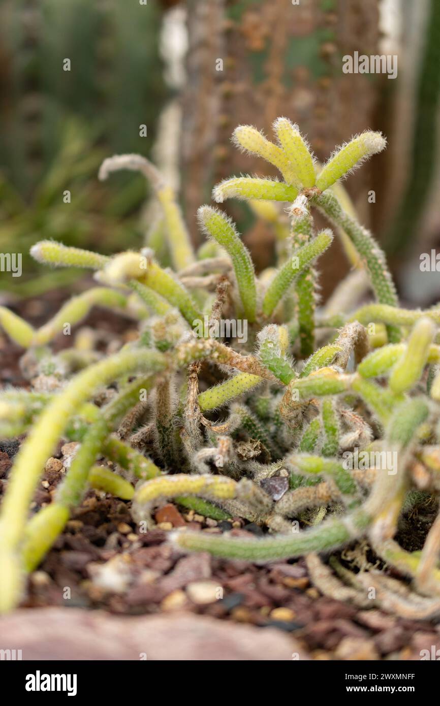 San Gallo, Svizzera, 14 novembre 2023 Rhipsalis Coralloides cactus presso l'orto botanico Foto Stock