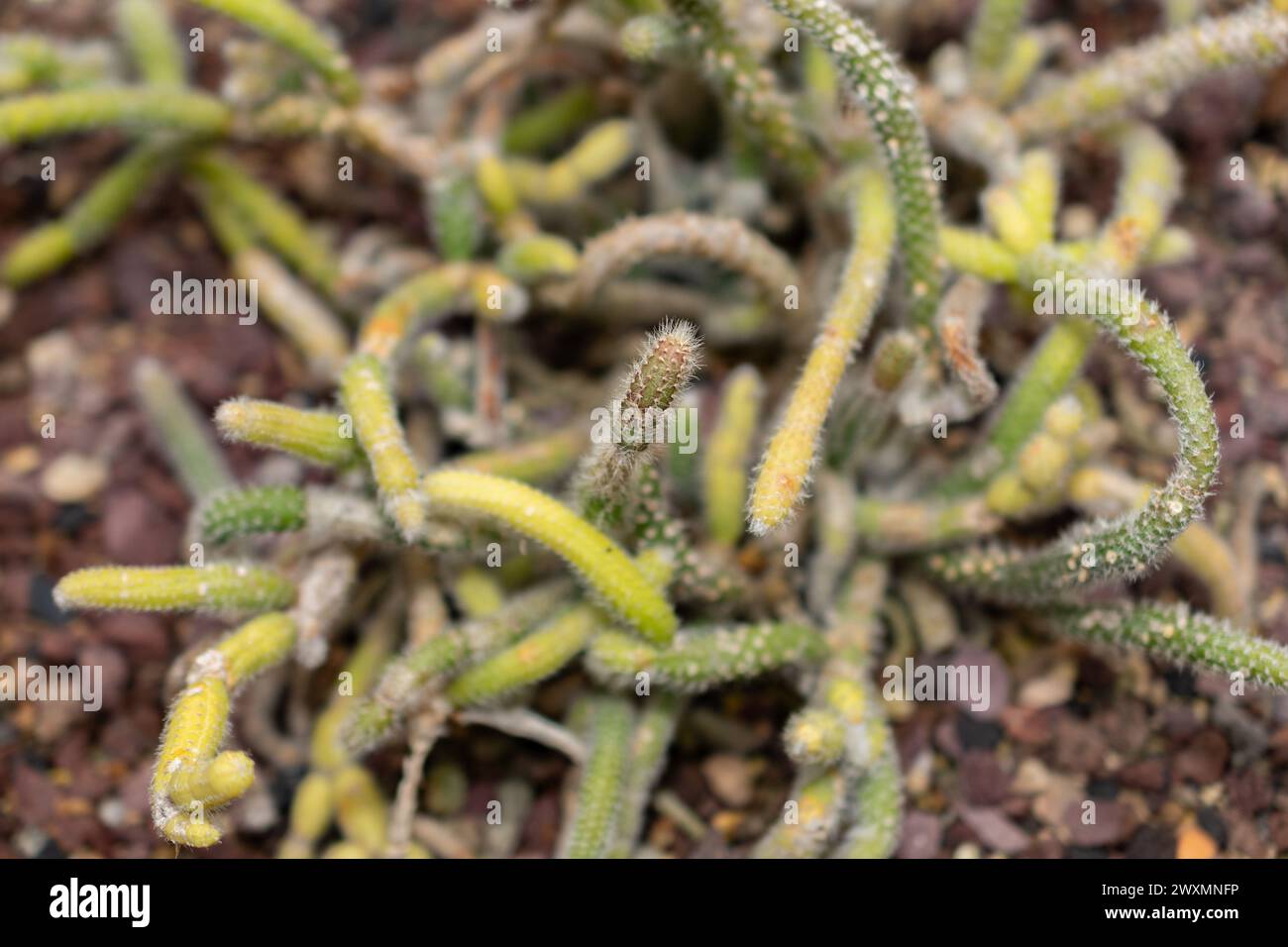 San Gallo, Svizzera, 14 novembre 2023 Rhipsalis Coralloides cactus presso l'orto botanico Foto Stock