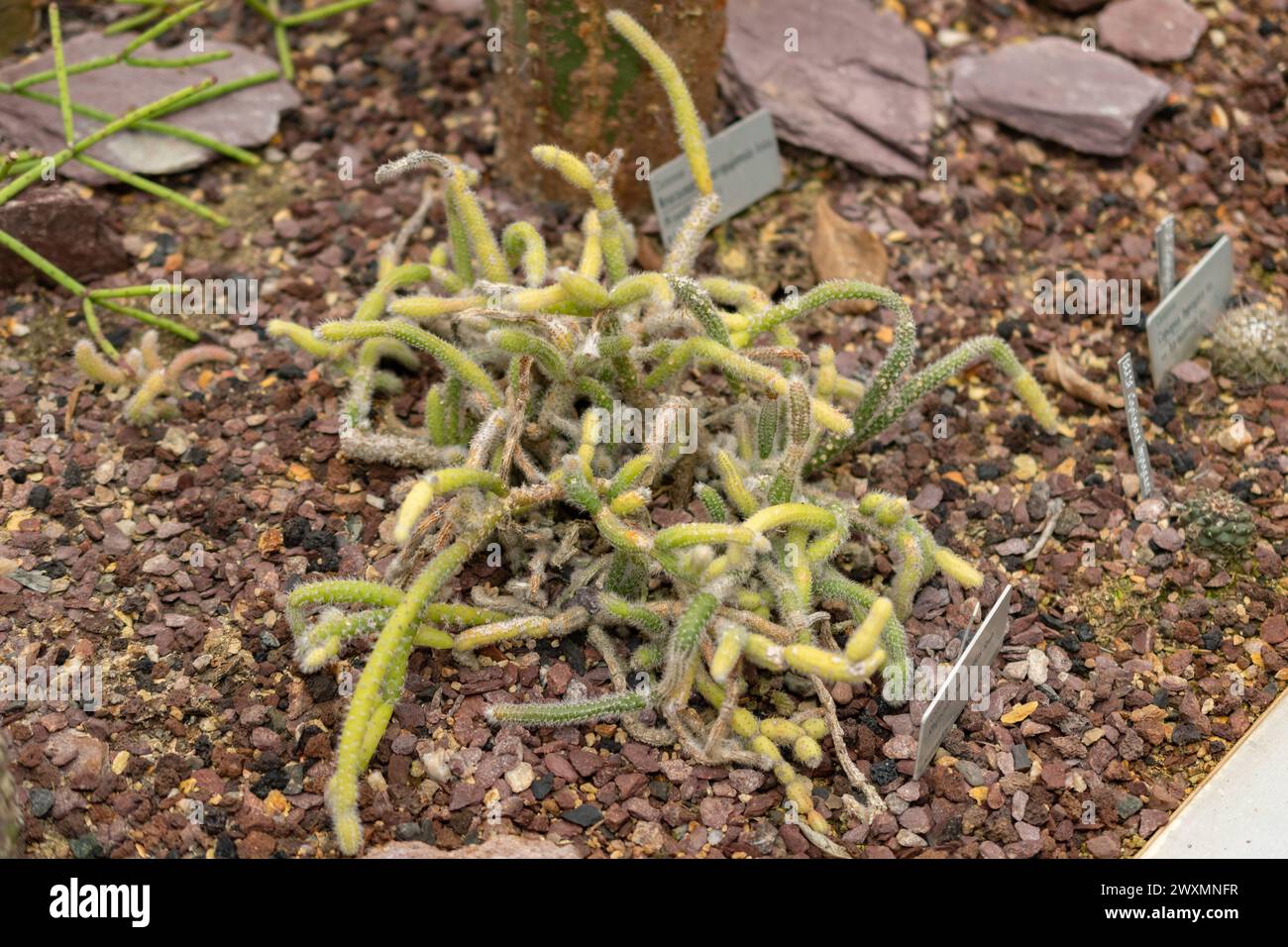 San Gallo, Svizzera, 14 novembre 2023 Rhipsalis Coralloides cactus presso l'orto botanico Foto Stock