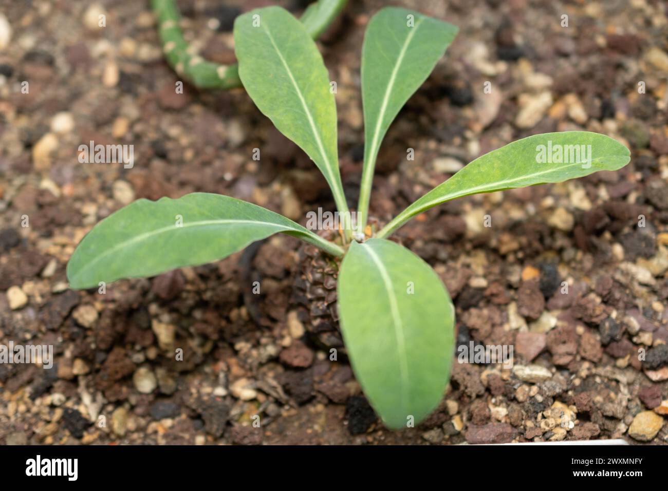 San Gallo, Svizzera, 14 novembre 2023 Euphorbia Bupleurifolia o pianta di Cycad spurge presso il giardino botanico Foto Stock