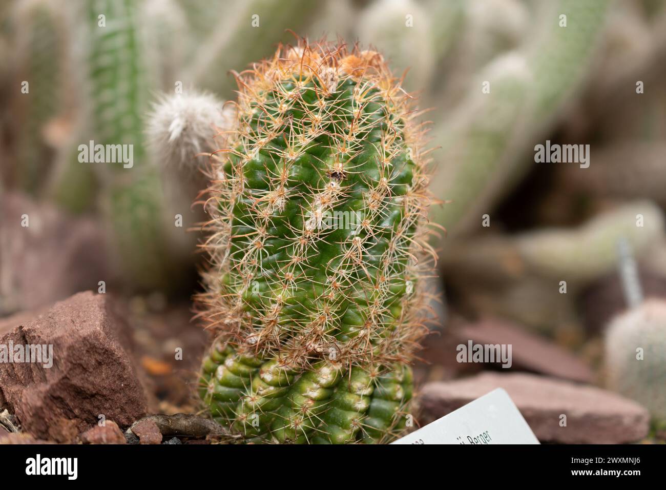 San Gallo, Svizzera, 14 novembre 2023 Parodia Maassii cactus presso il giardino botanico Foto Stock