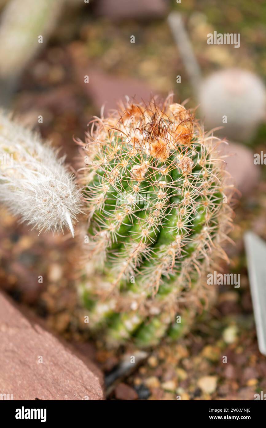 San Gallo, Svizzera, 14 novembre 2023 Parodia Maassii cactus presso il giardino botanico Foto Stock
