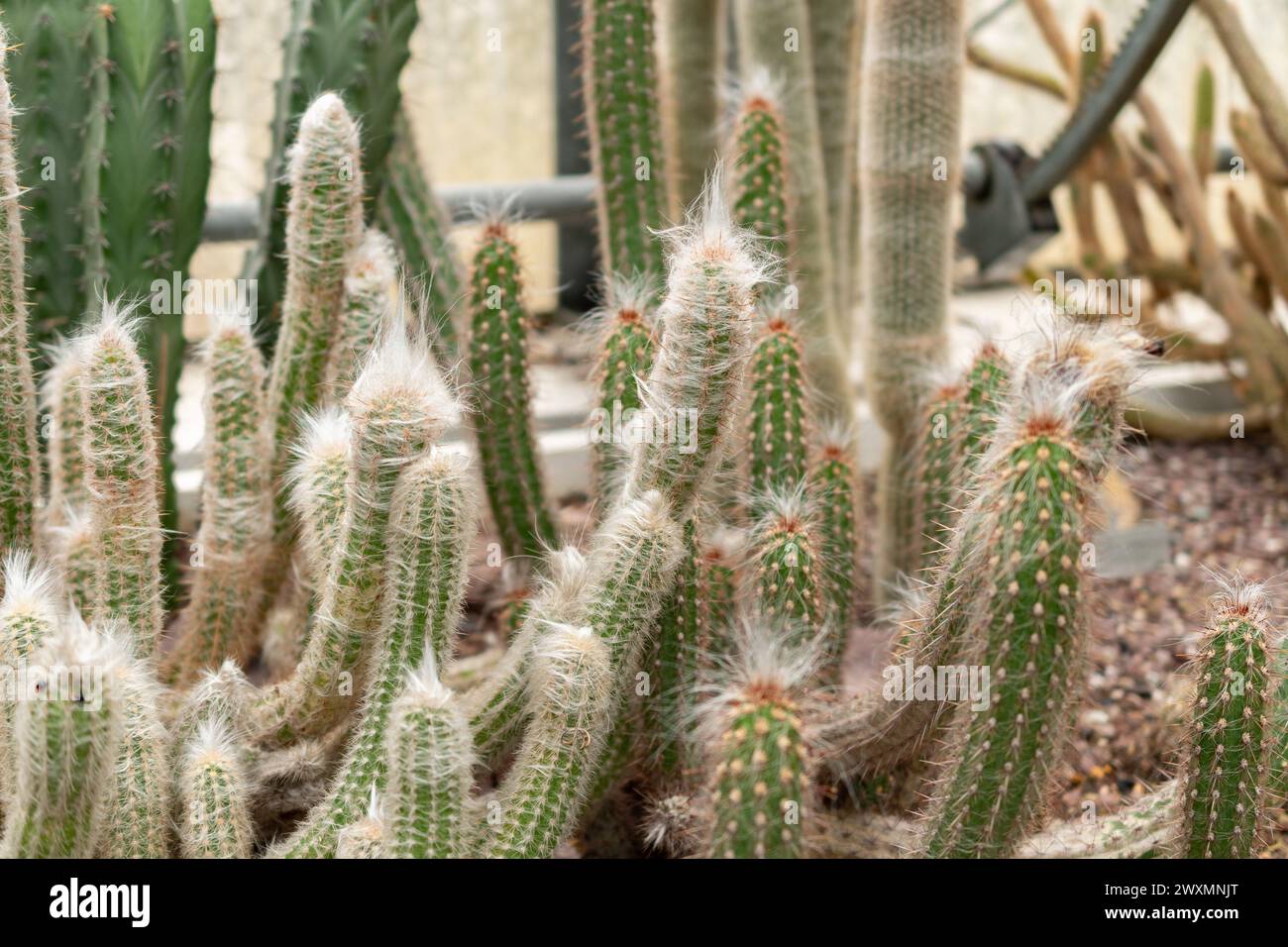 San Gallo, Svizzera, 14 novembre 2023 Oreocereus Sericata cactus presso l'orto botanico Foto Stock