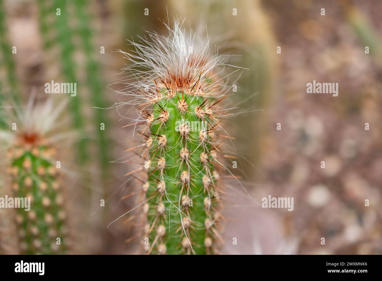 San Gallo, Svizzera, 14 novembre 2023 Oreocereus Doelzianus cactus al giardino botanico Foto Stock