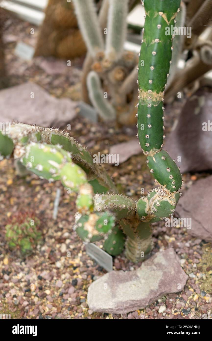 San Gallo, Svizzera, 14 novembre 2023 Harrisia Jusbertii cactus al giardino botanico Foto Stock