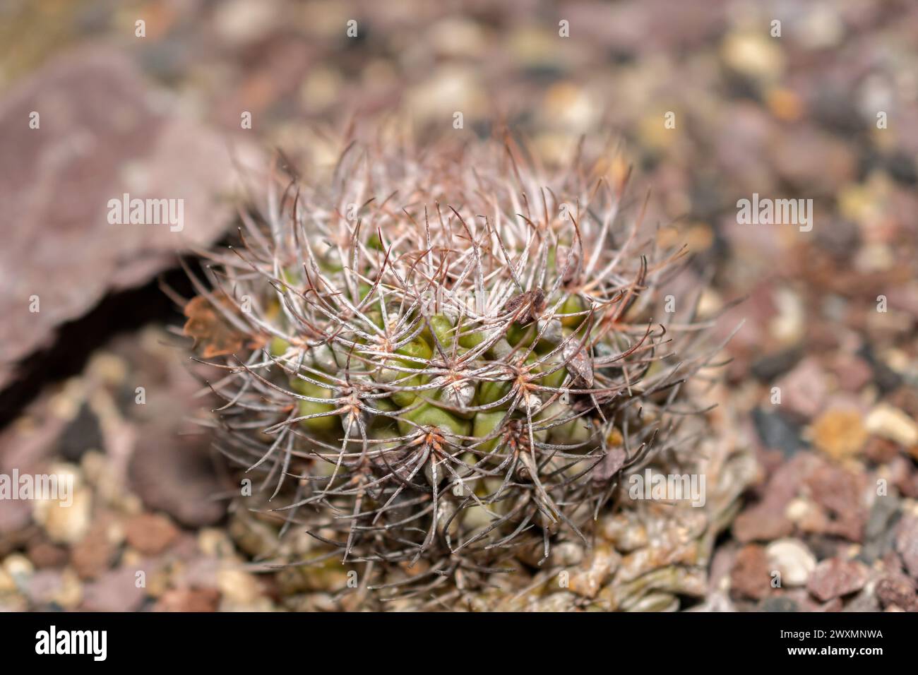 San Gallo, Svizzera, 14 novembre 2023 Gymnocalycium Ochoterenae cactus all'orto botanico Foto Stock