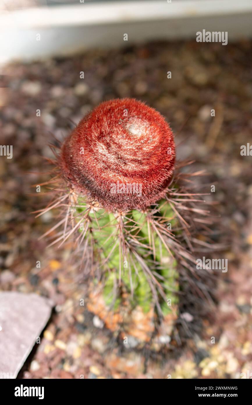 San Gallo, Svizzera, 14 novembre 2023 Melocactus Ernestii o turks cap cactus presso il giardino botanico Foto Stock