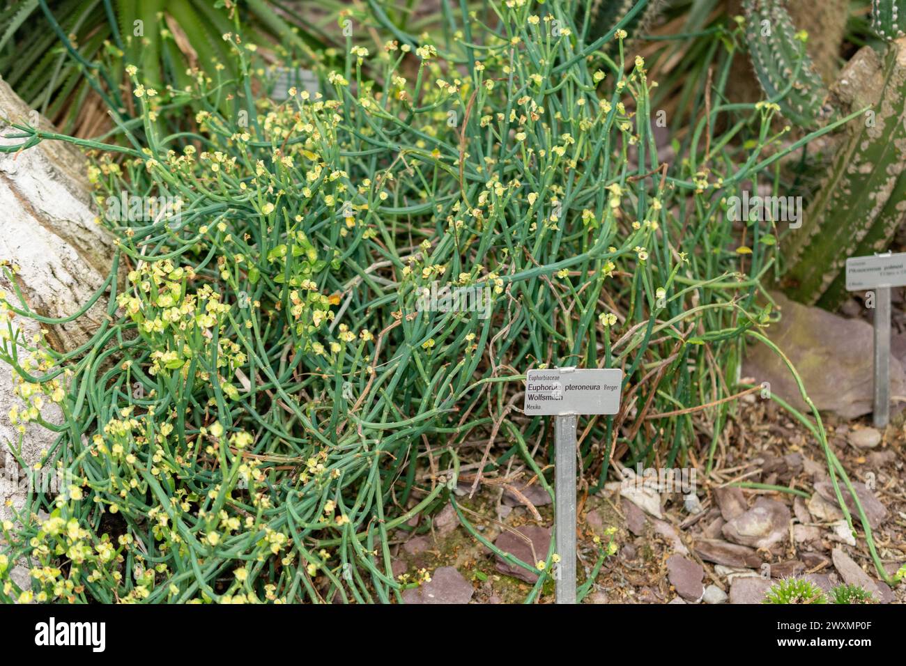 San Gallo, Svizzera, 14 novembre 2023 pianta di Euphorbia Pteroneura presso il giardino botanico Foto Stock