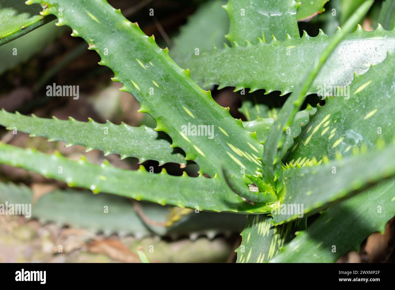 San Gallo, Svizzera, 14 novembre 2023 pianta di Aloe Dyeri nel giardino botanico Foto Stock