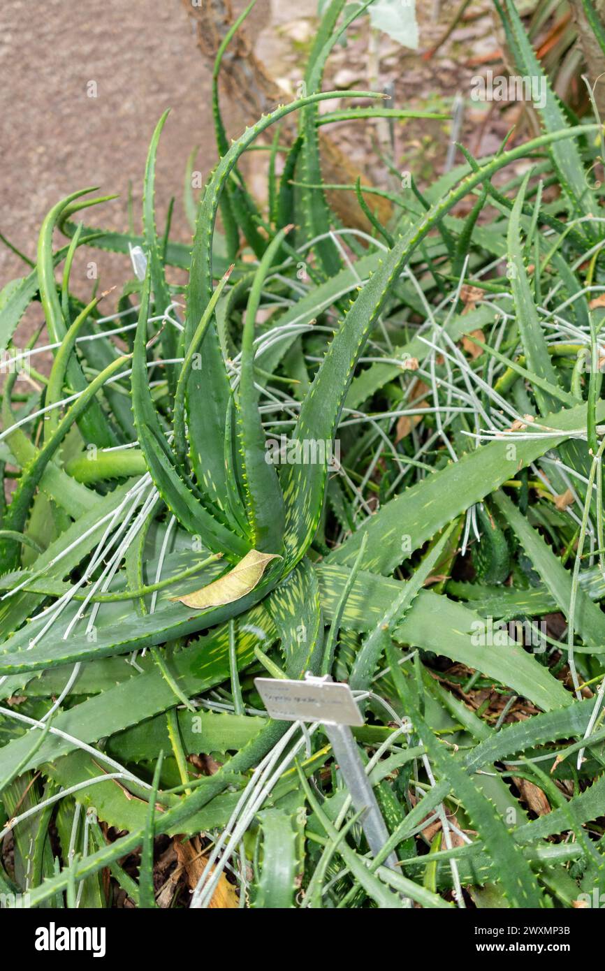 San Gallo, Svizzera, 14 novembre 2023 pianta di Aloe Dyeri nel giardino botanico Foto Stock