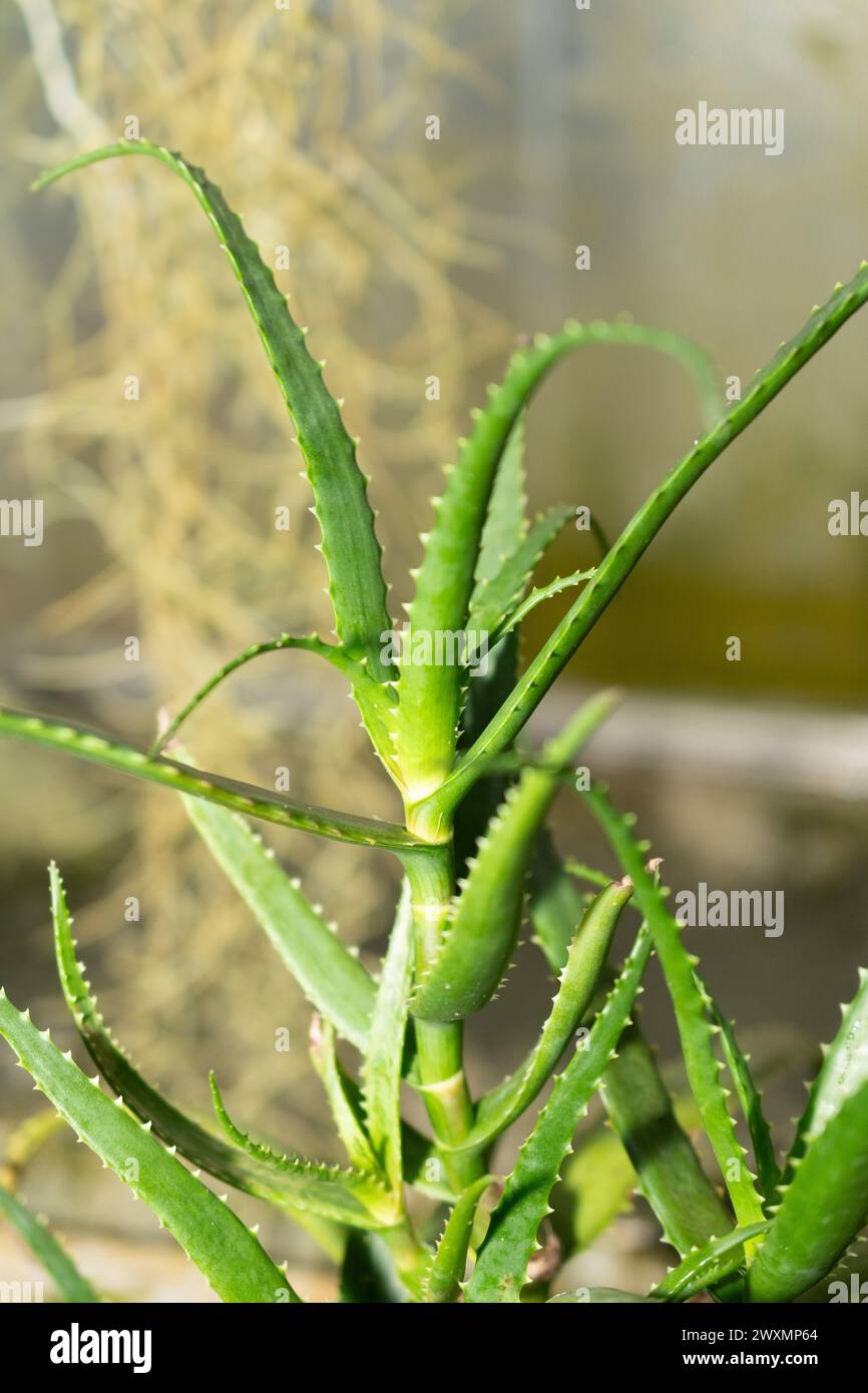 San Gallo, Svizzera, 14 novembre 2023 pianta di Aloe Cyrtophylla presso il giardino botanico Foto Stock
