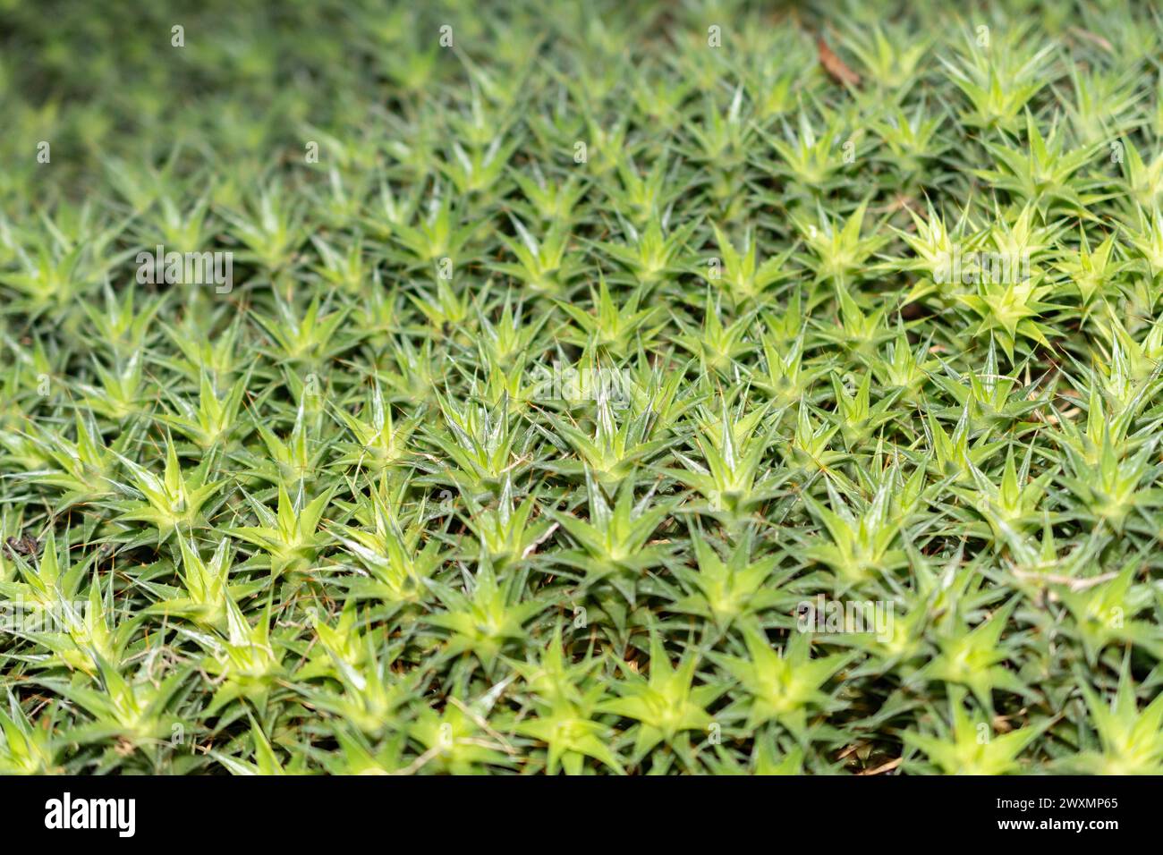 San Gallo, Svizzera, 14 novembre 2023 Abromeitiella Brevifolia pianta presso il giardino botanico Foto Stock