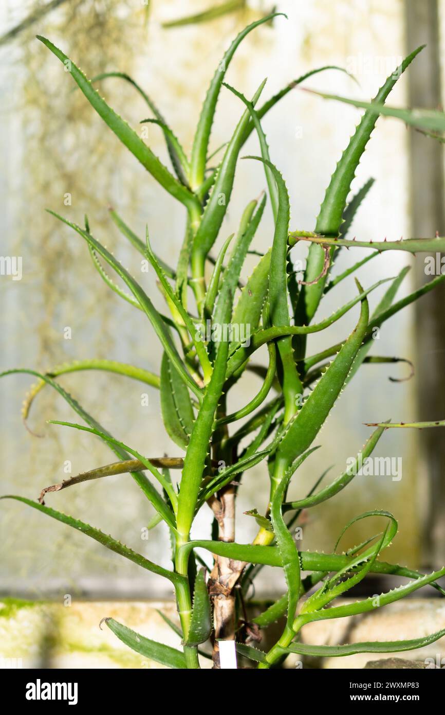 San Gallo, Svizzera, 14 novembre 2023 pianta di Aloe Cyrtophylla presso il giardino botanico Foto Stock
