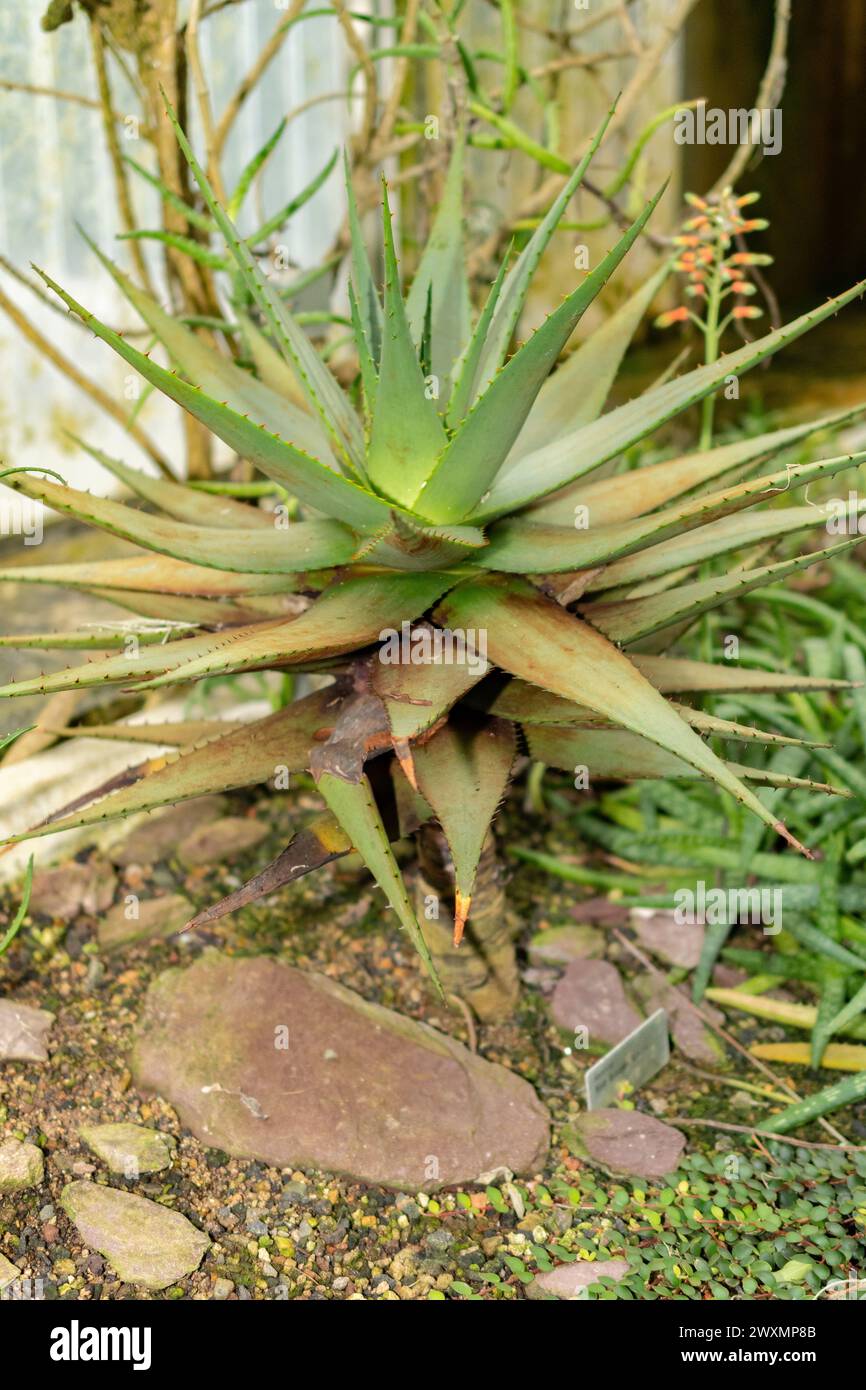San Gallo, Svizzera, 14 novembre 2023 Aloe Broomii o aloe di montagna presso il giardino botanico Foto Stock