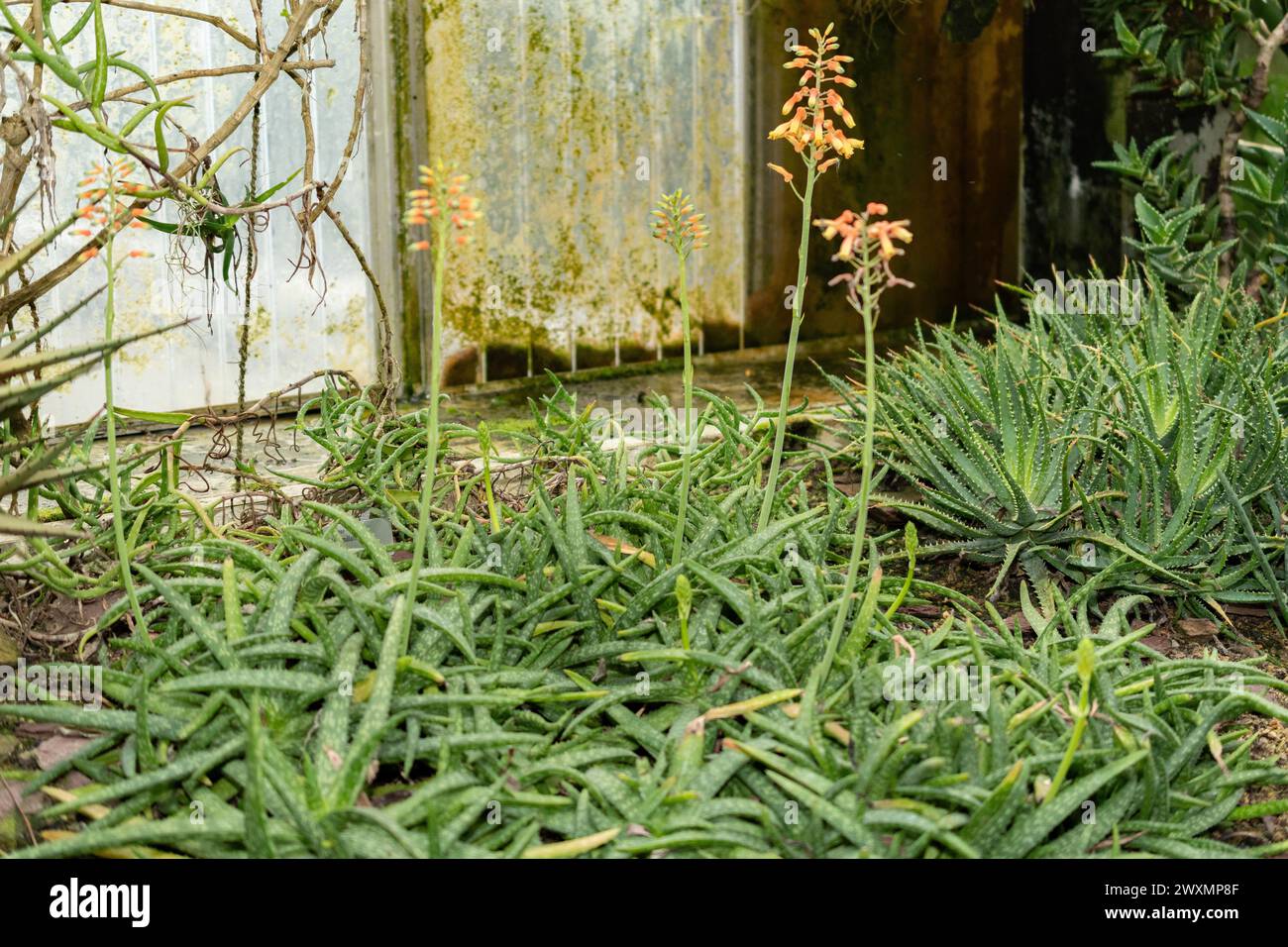 San Gallo, Svizzera, 14 novembre 2023 pianta di Aloe Ellenbeckii presso il giardino botanico Foto Stock