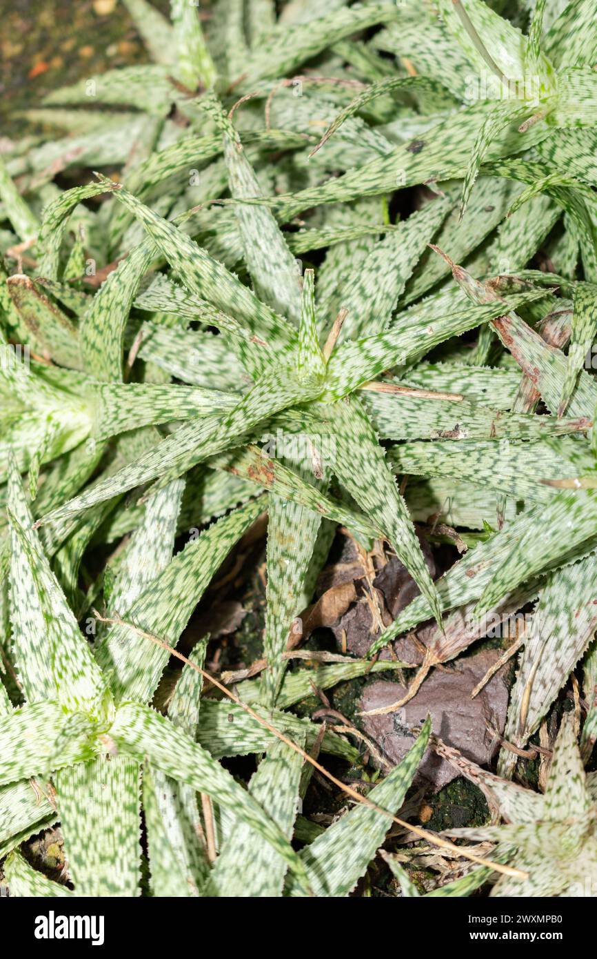 San Gallo, Svizzera, 14 novembre 2023 Aloe Rauhii o Aloe fiocco di neve nel giardino botanico Foto Stock