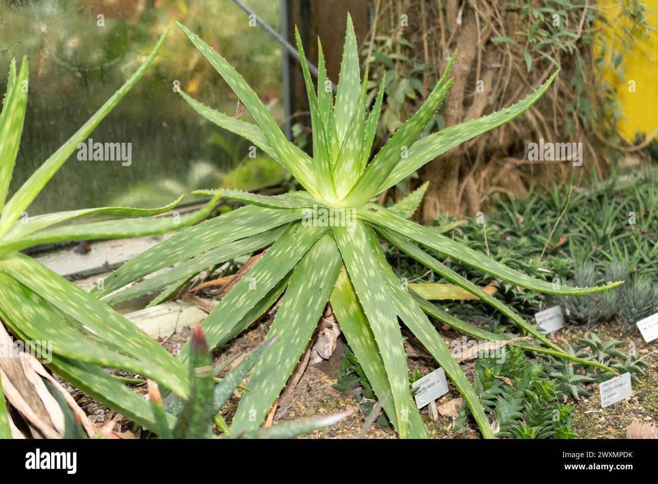 San Gallo, Svizzera, 14 novembre 2023 pianta di Aloe graminicola presso il giardino botanico Foto Stock