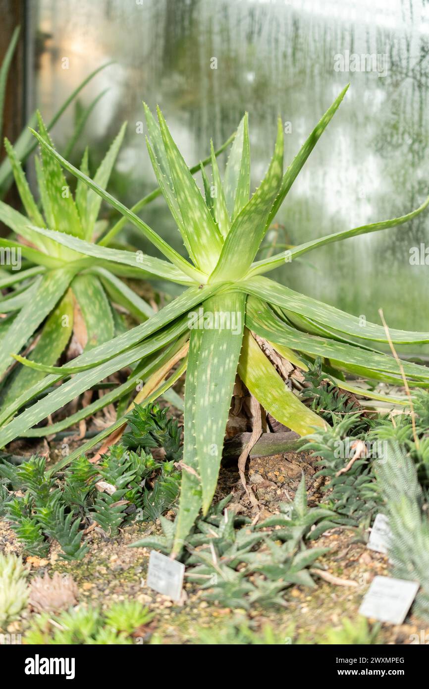 San Gallo, Svizzera, 14 novembre 2023 pianta di Aloe graminicola presso il giardino botanico Foto Stock
