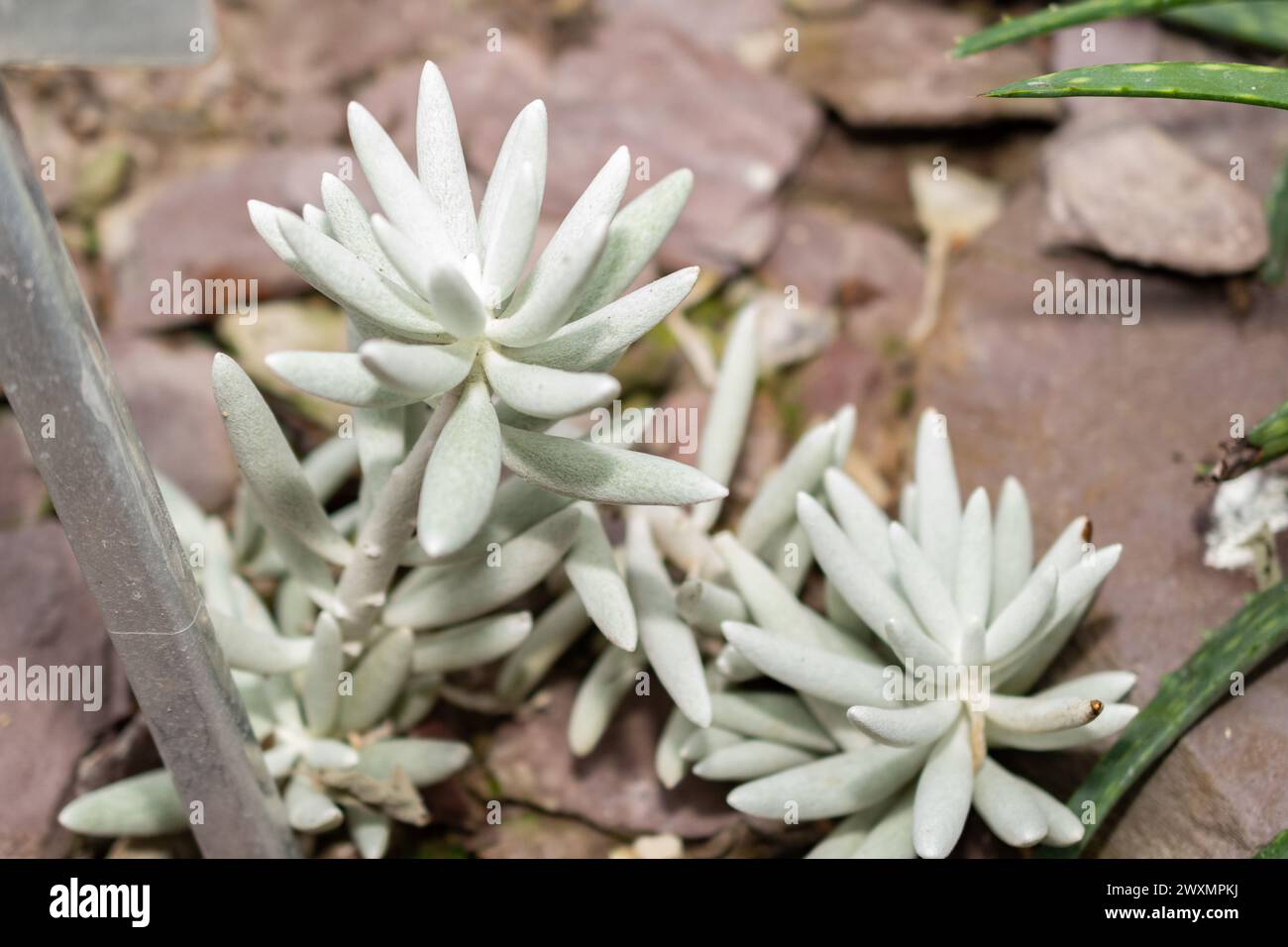 San Gallo, Svizzera, 14 novembre 2023 Senecio Haworthii o pianta di senecio lanoso nell'orto botanico Foto Stock