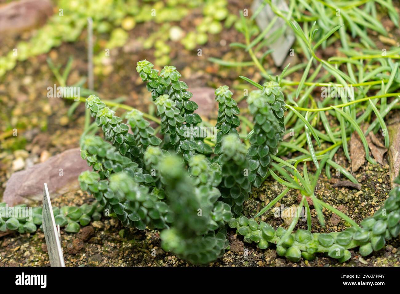 San Gallo, Svizzera, 14 novembre 2023 pianta Peperomia Columella presso il giardino botanico Foto Stock
