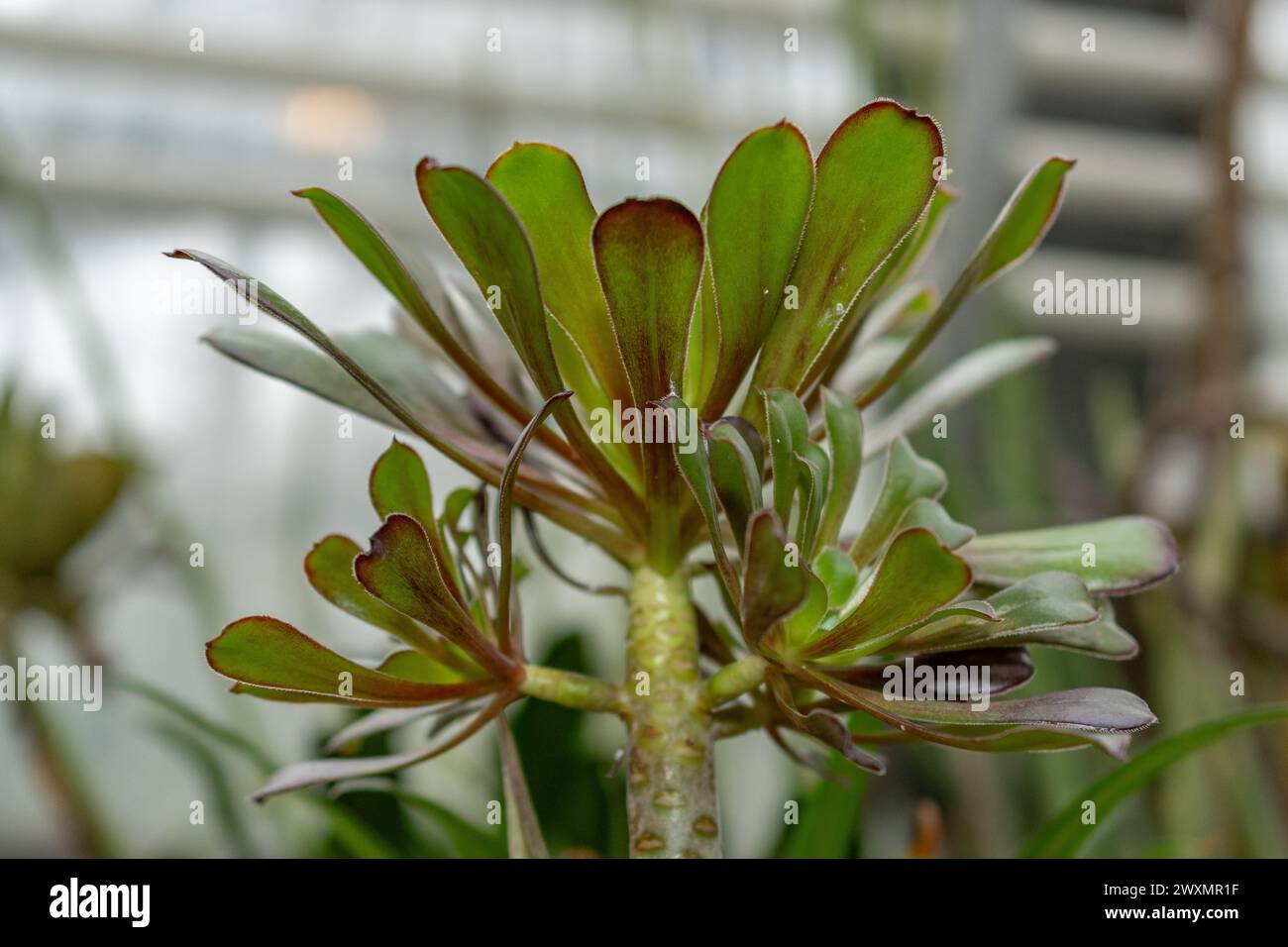 San Gallo, Svizzera, 14 novembre 2023 Aeonium Arboreum o rosa irlandese presso il giardino botanico Foto Stock