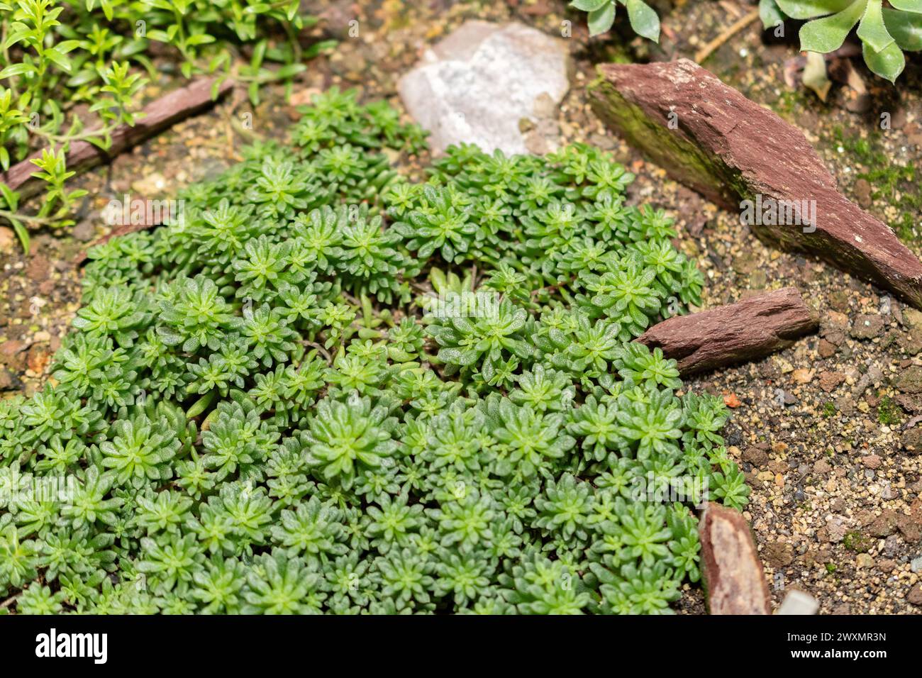San Gallo, Svizzera, 14 novembre 2023 pianta di Monanthes Muralis presso l'orto botanico Foto Stock
